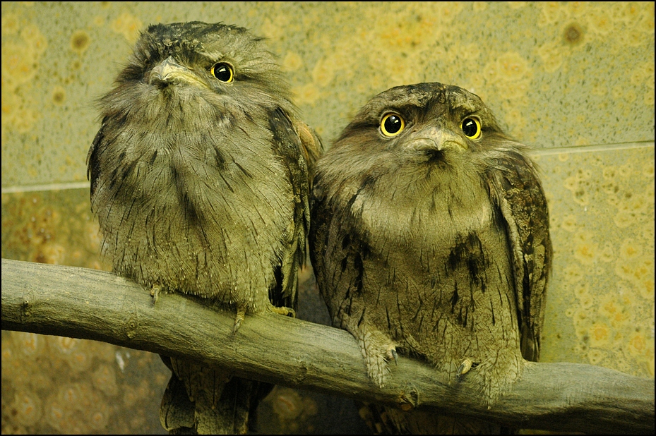 Tawny frogmouth