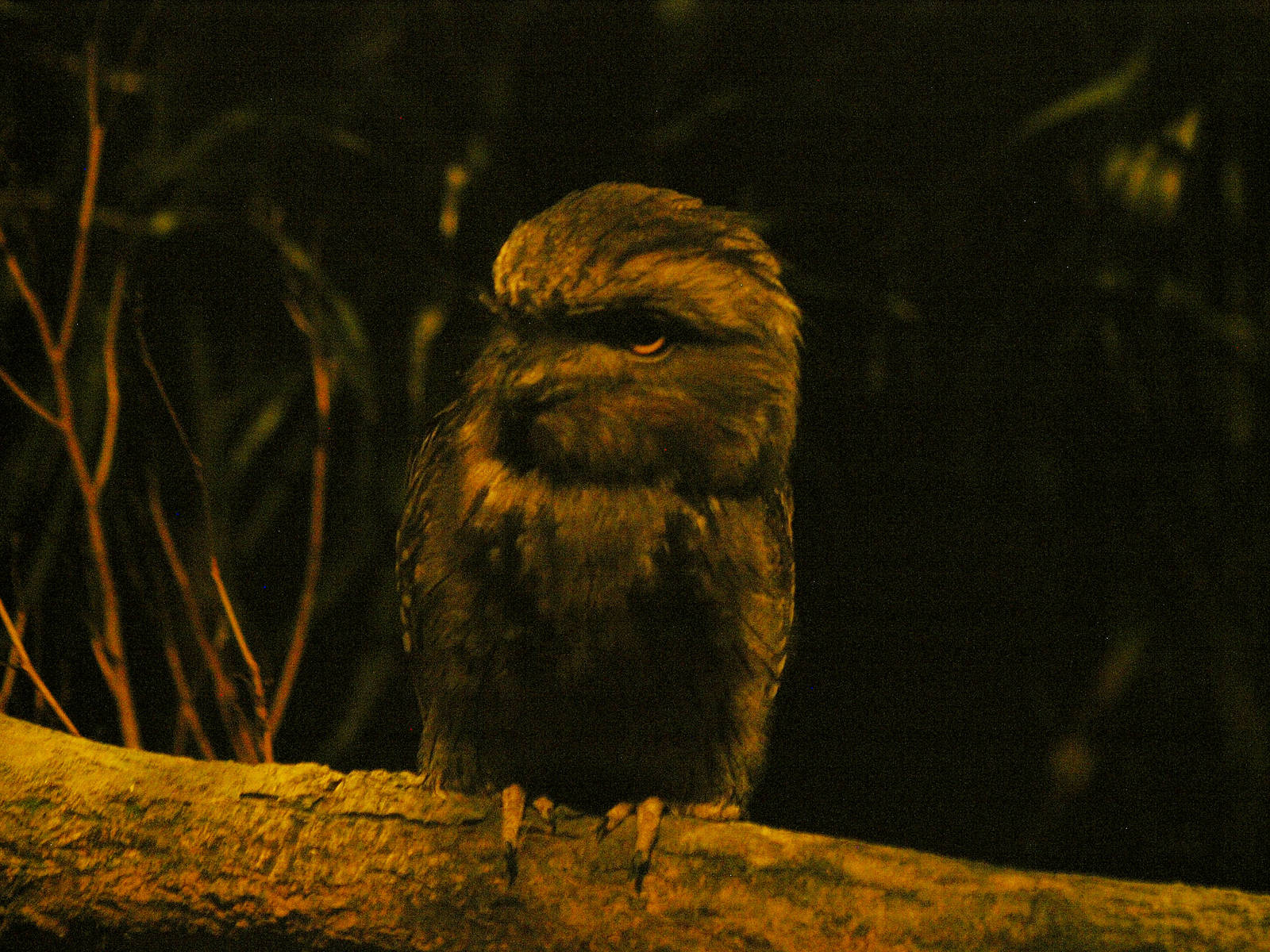 Tawny frogmouth