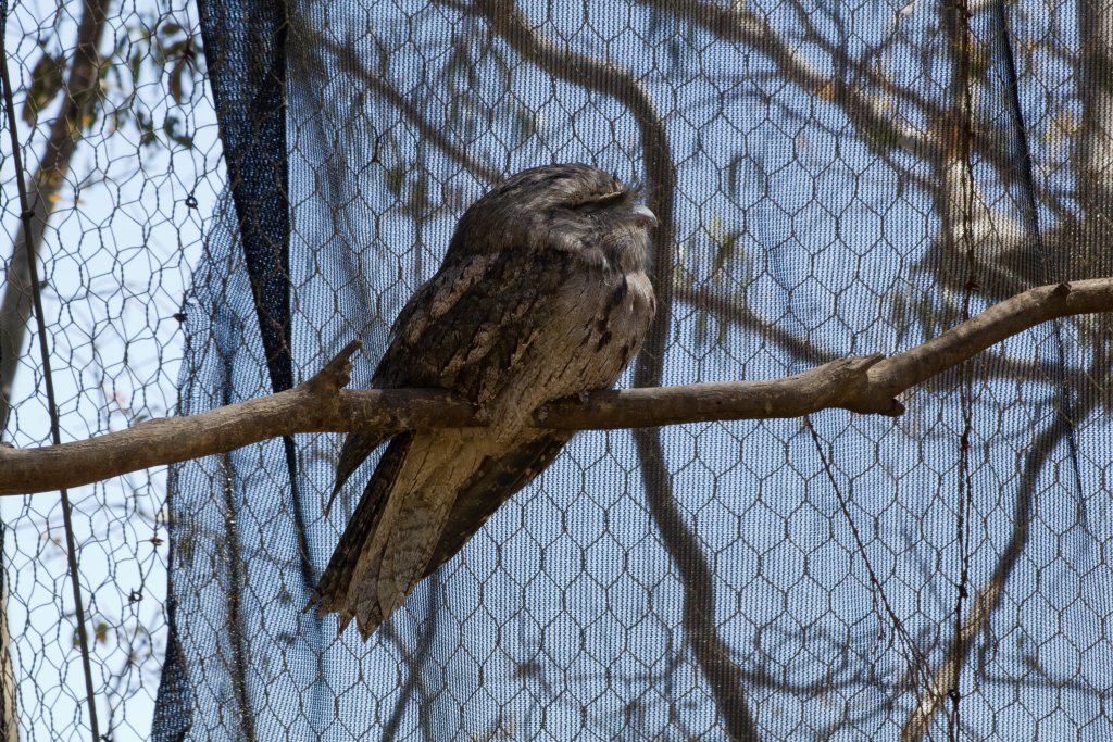 Tawny Frogmouth