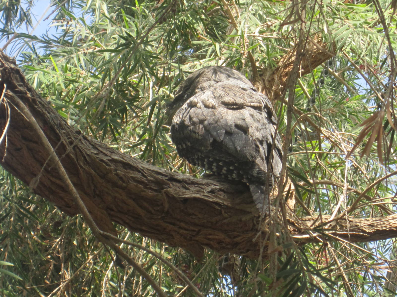 Tawny Frogmouth