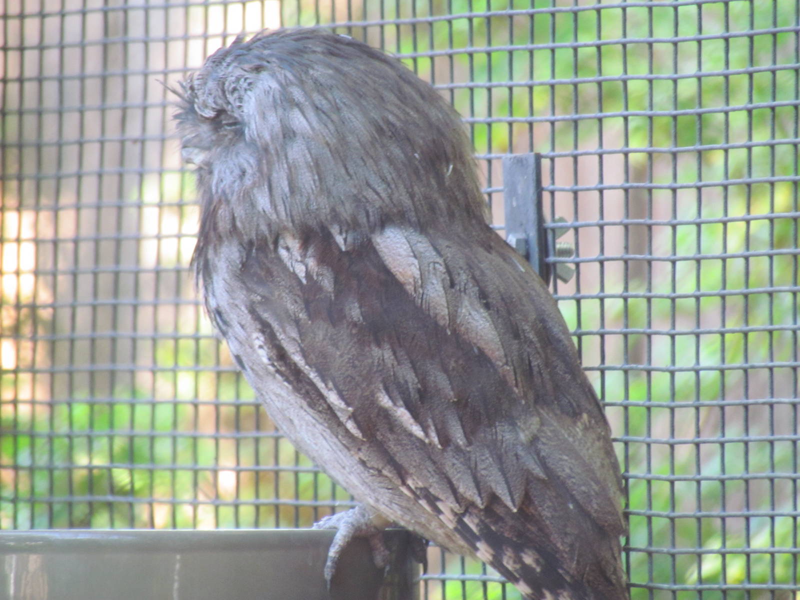 Tawny Frogmouth
