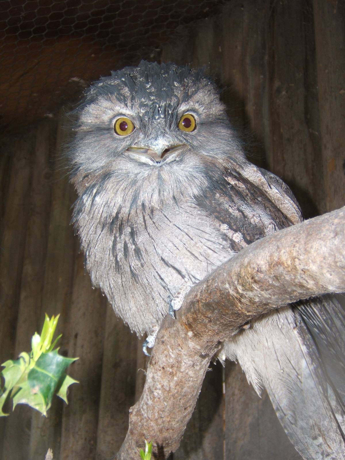 Tawny Frogmouth