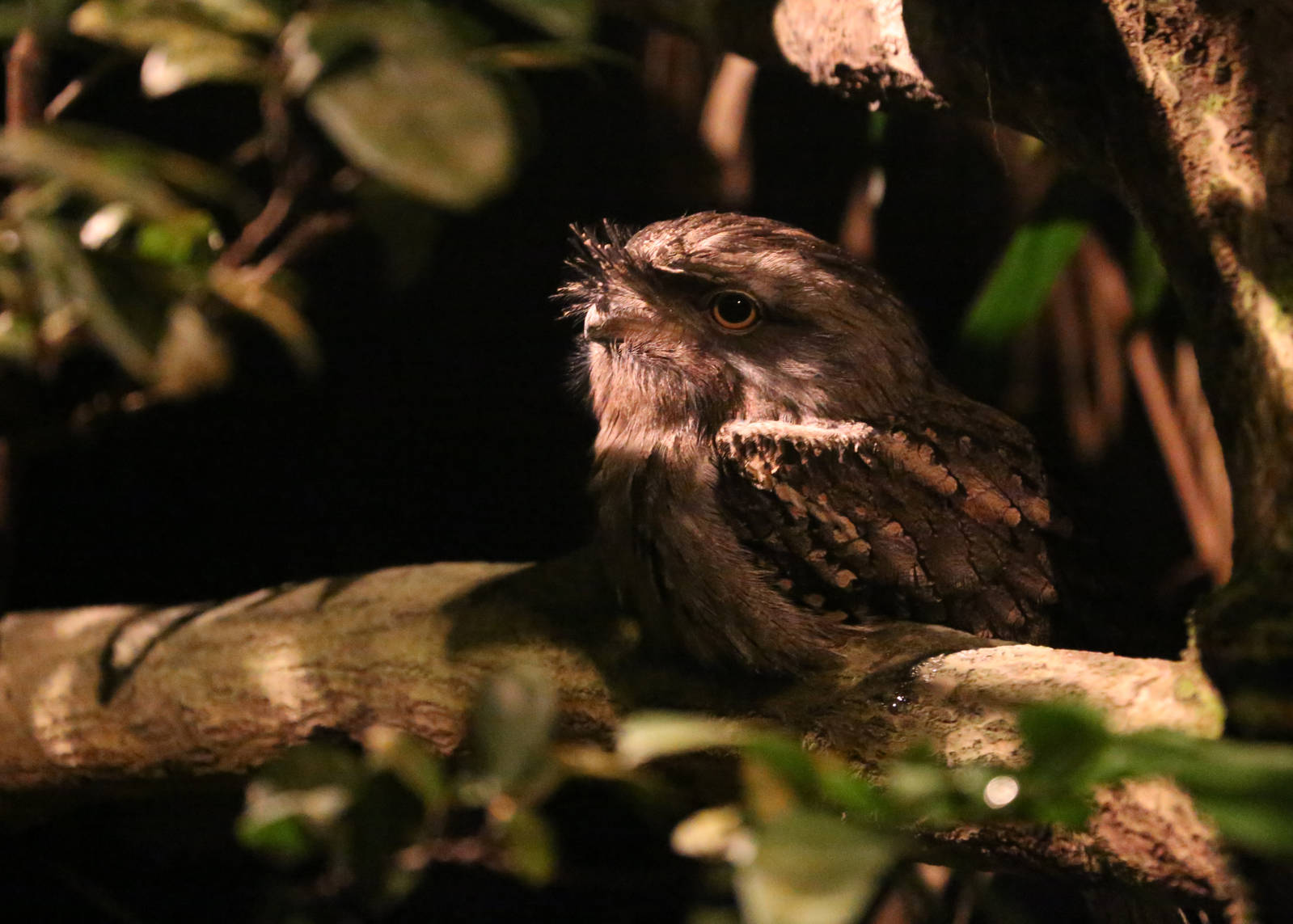 Tawny Frogmouth