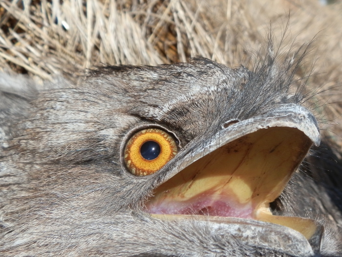 Tawny Frogmouth