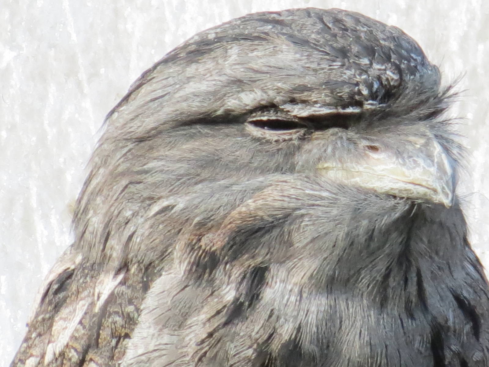 Tawny Frogmouth