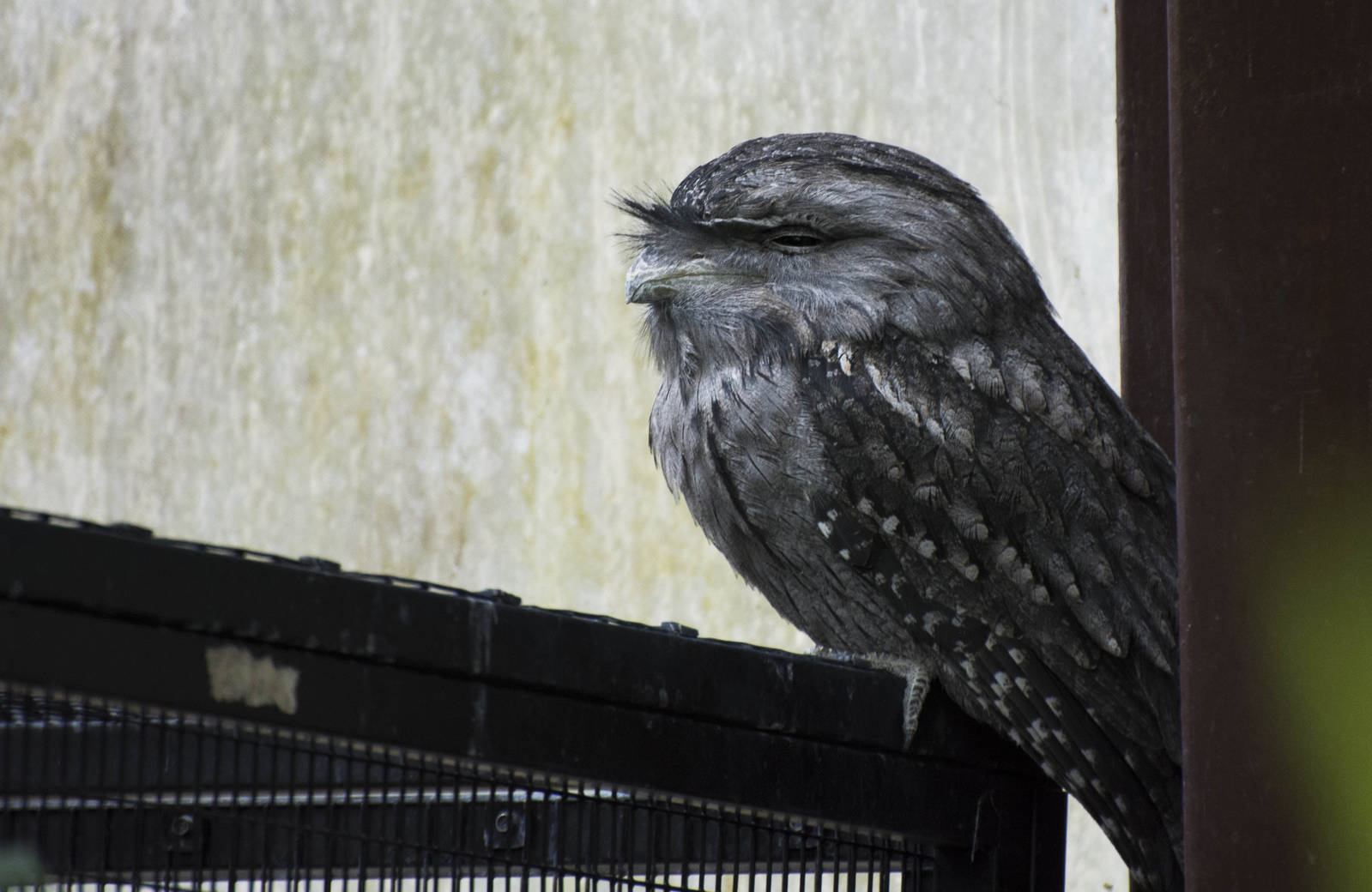 Tawny Frogmouth