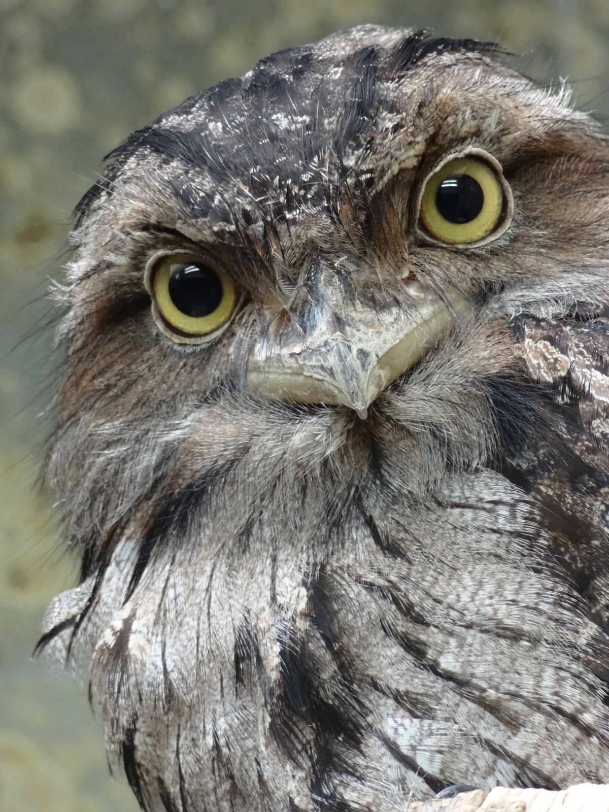 Tawny frogmouth