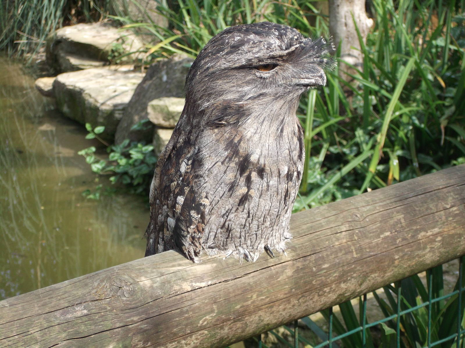 Tawny Frogmouth