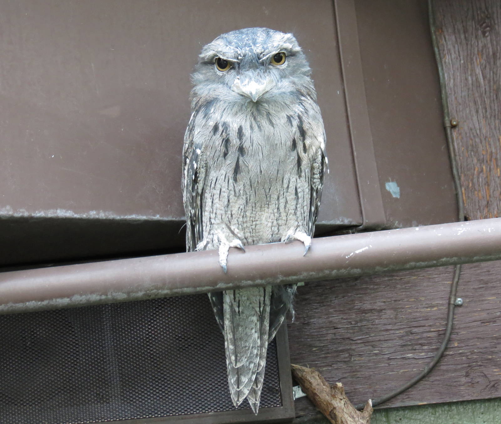 Tawny Frogmouth