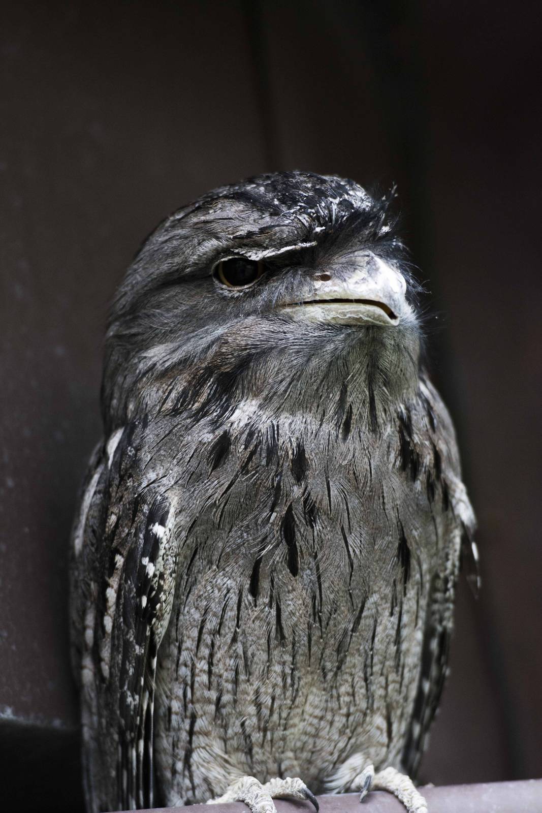 Tawny Frogmouth