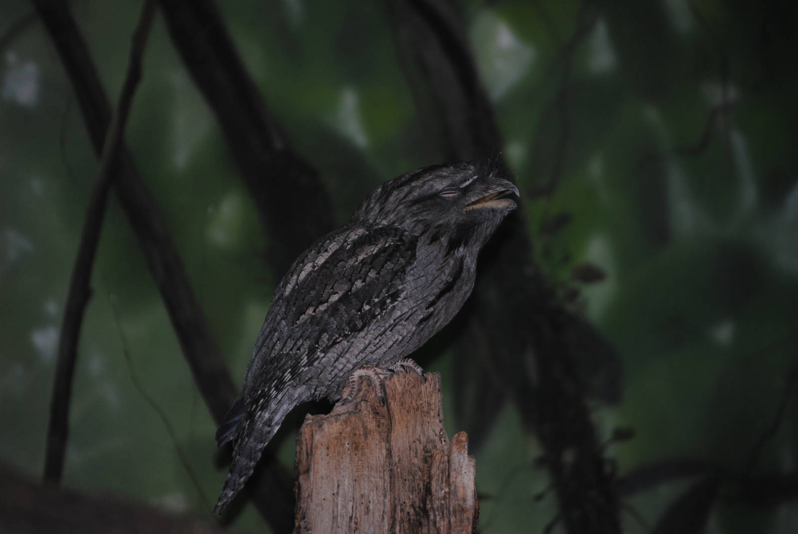 Tawny Frogmouth
