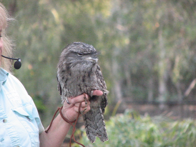 Tawny frogmouth