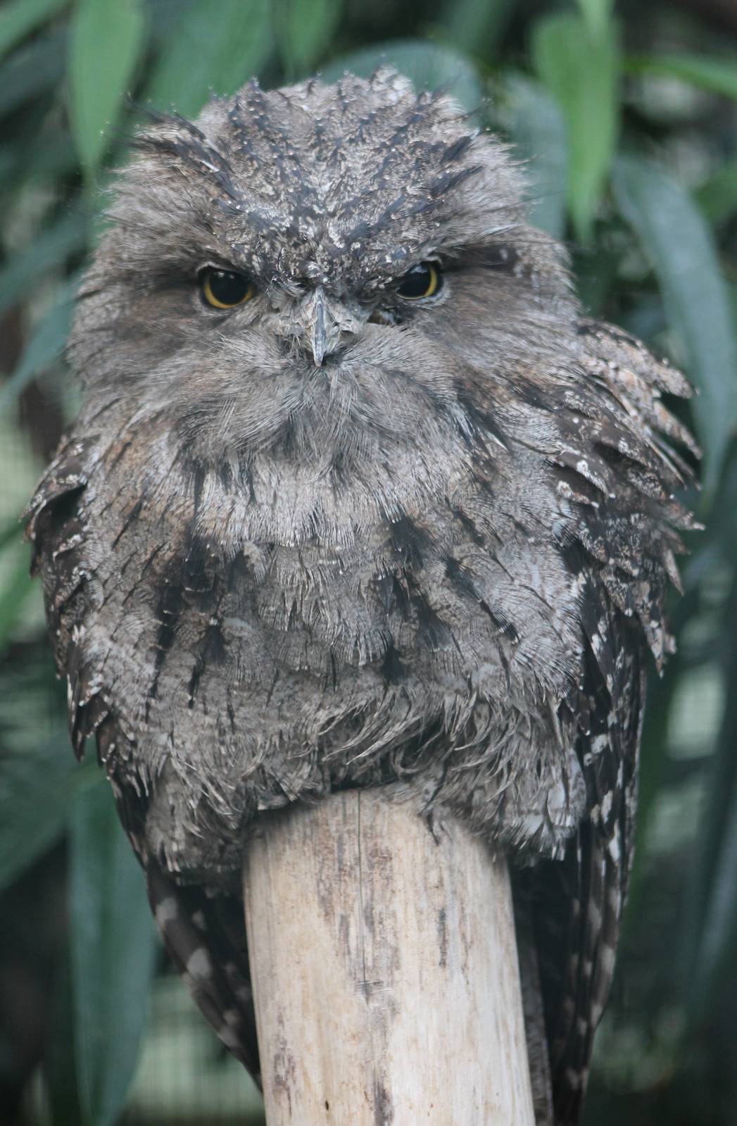 Tawny frogmouth