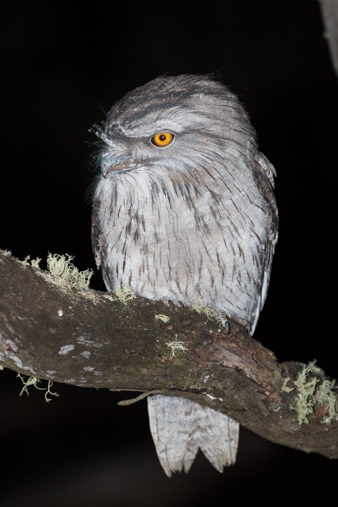 Tawny Frogmouth