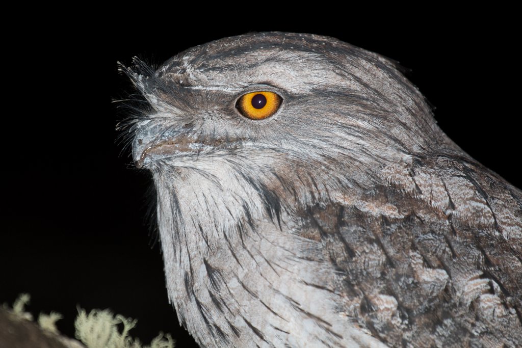 Tawny Frogmouth