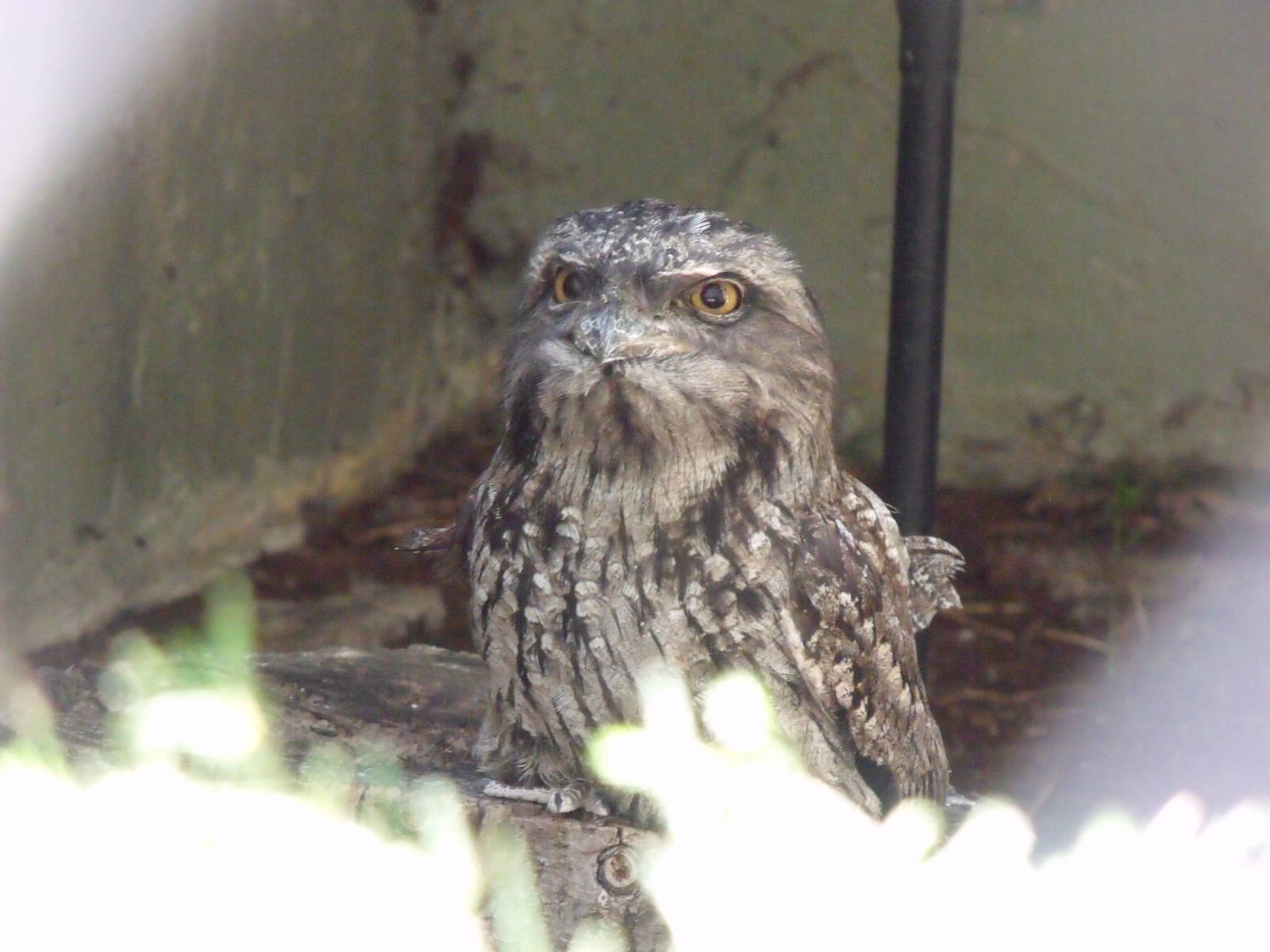 Tawny Frogmouth