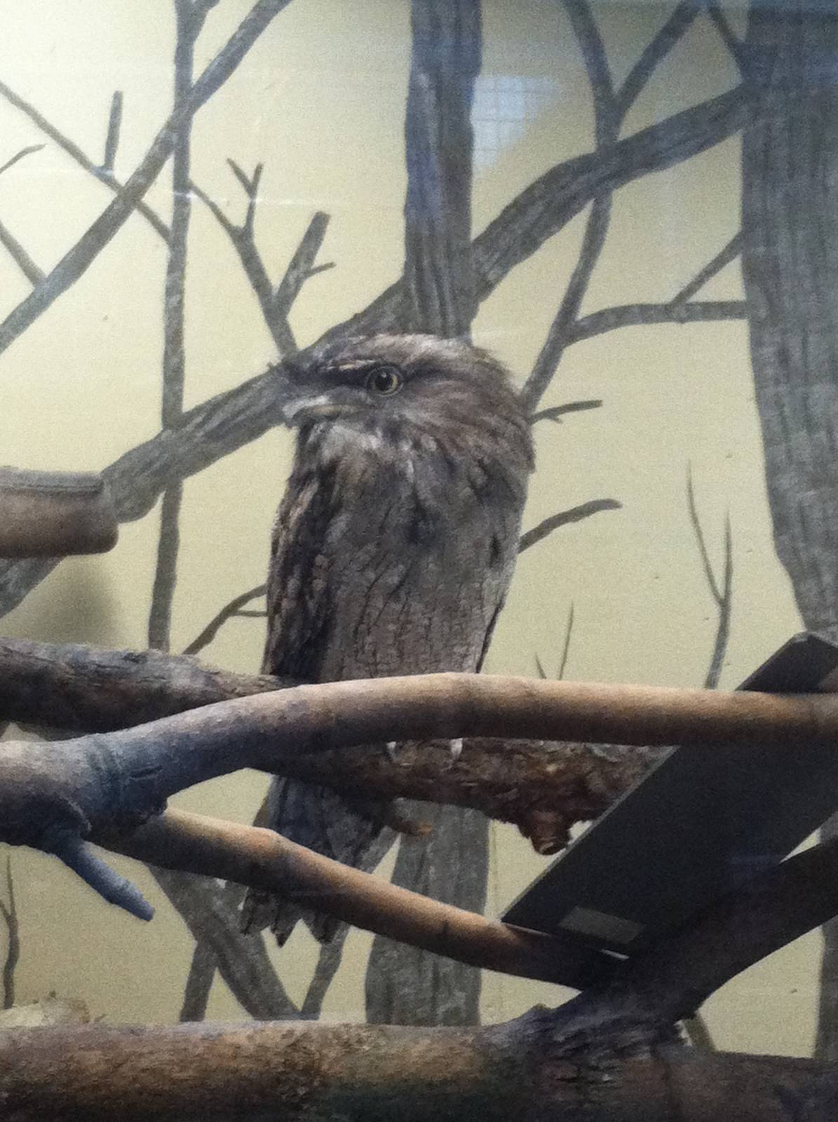 Tawny Frogmouth
