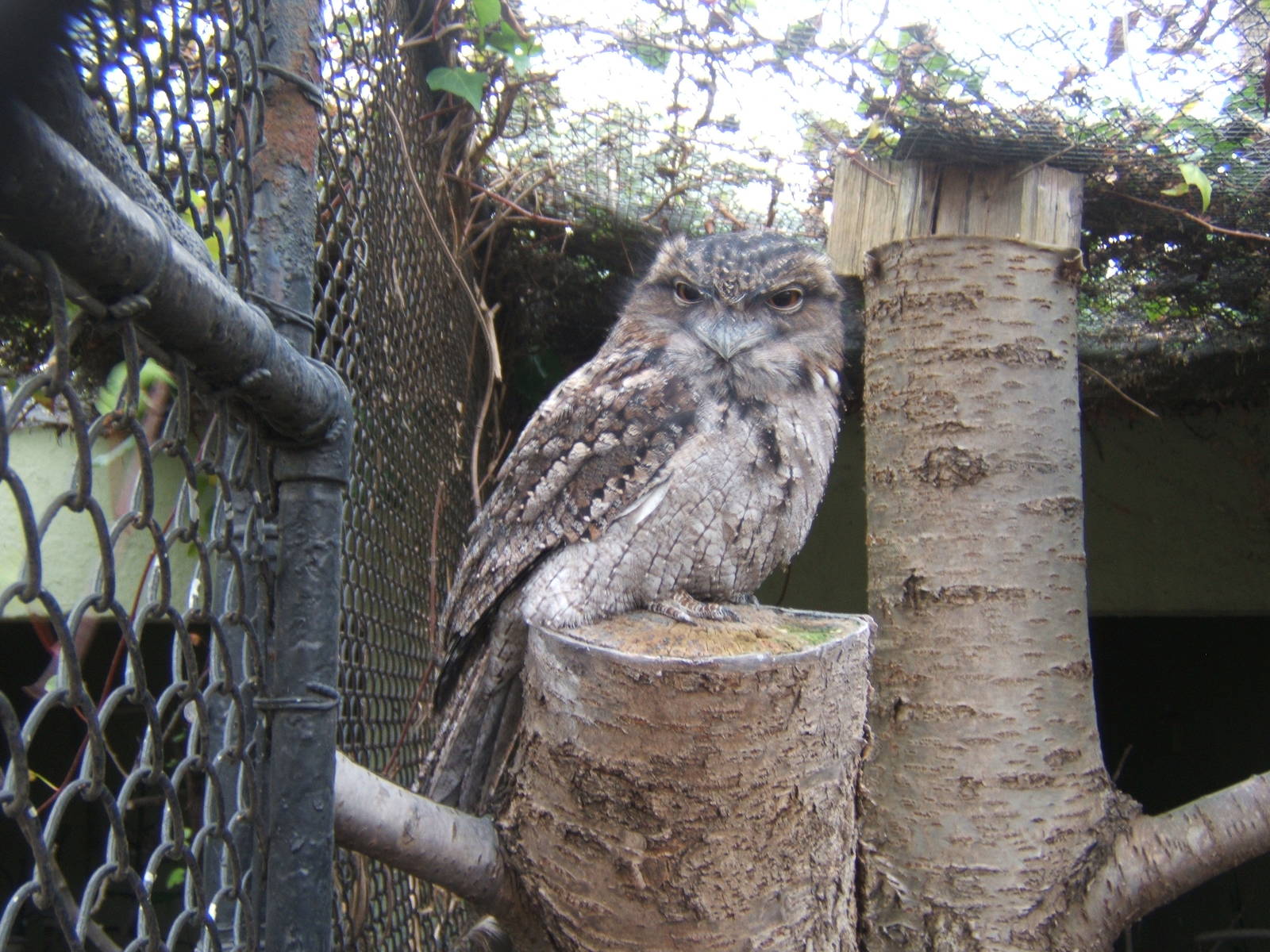 Tawny Frogmouth