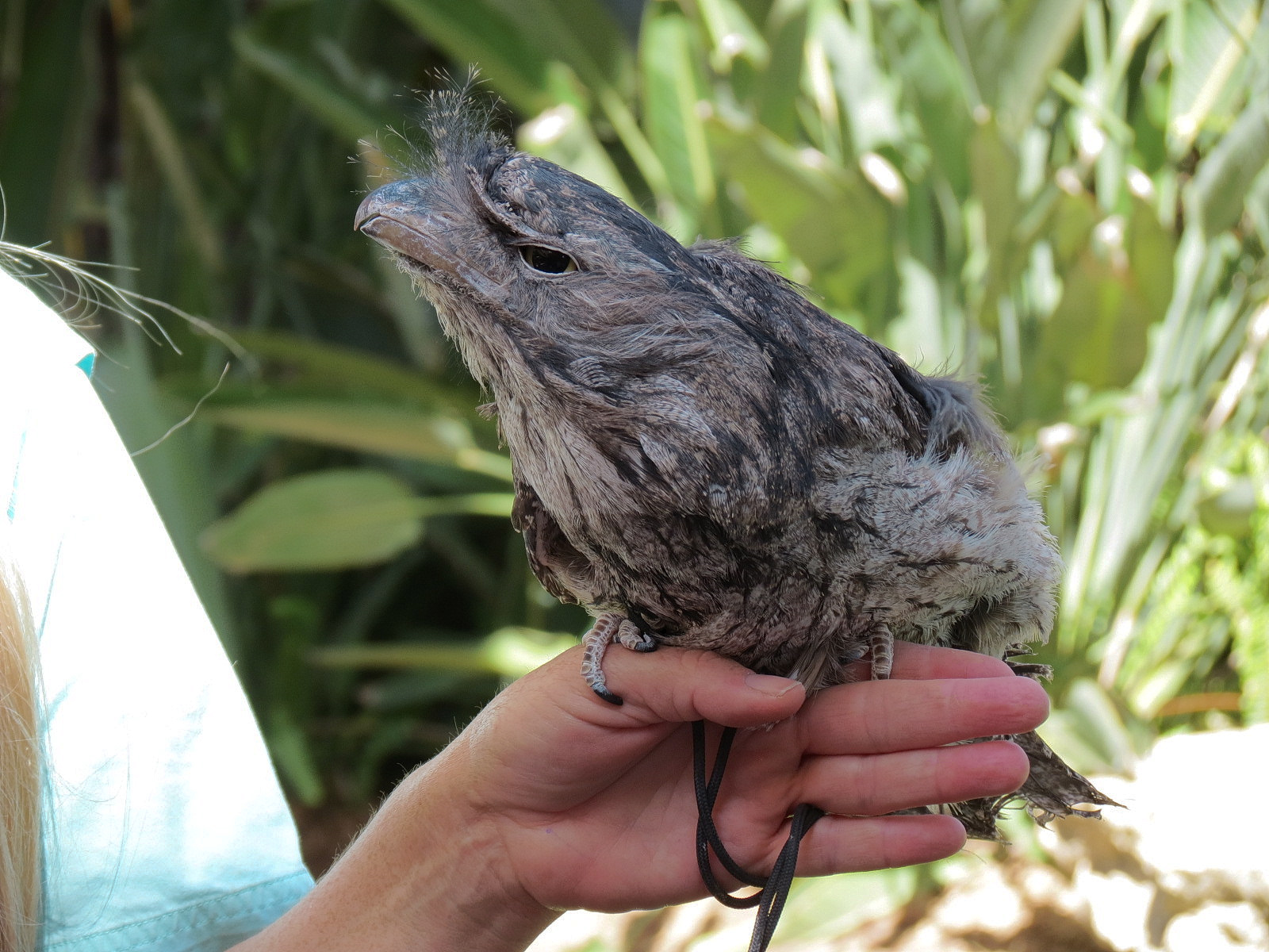 Tawny Frogmouth