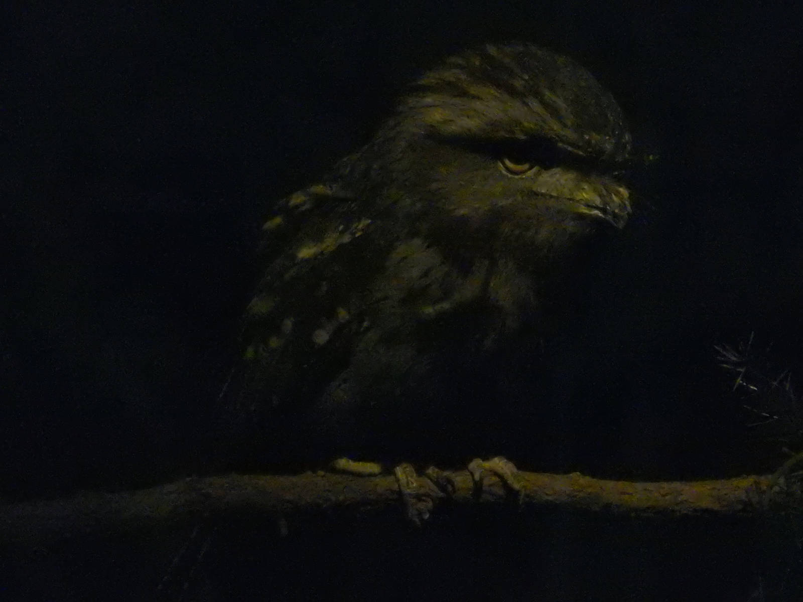 Tawny Frogmouth