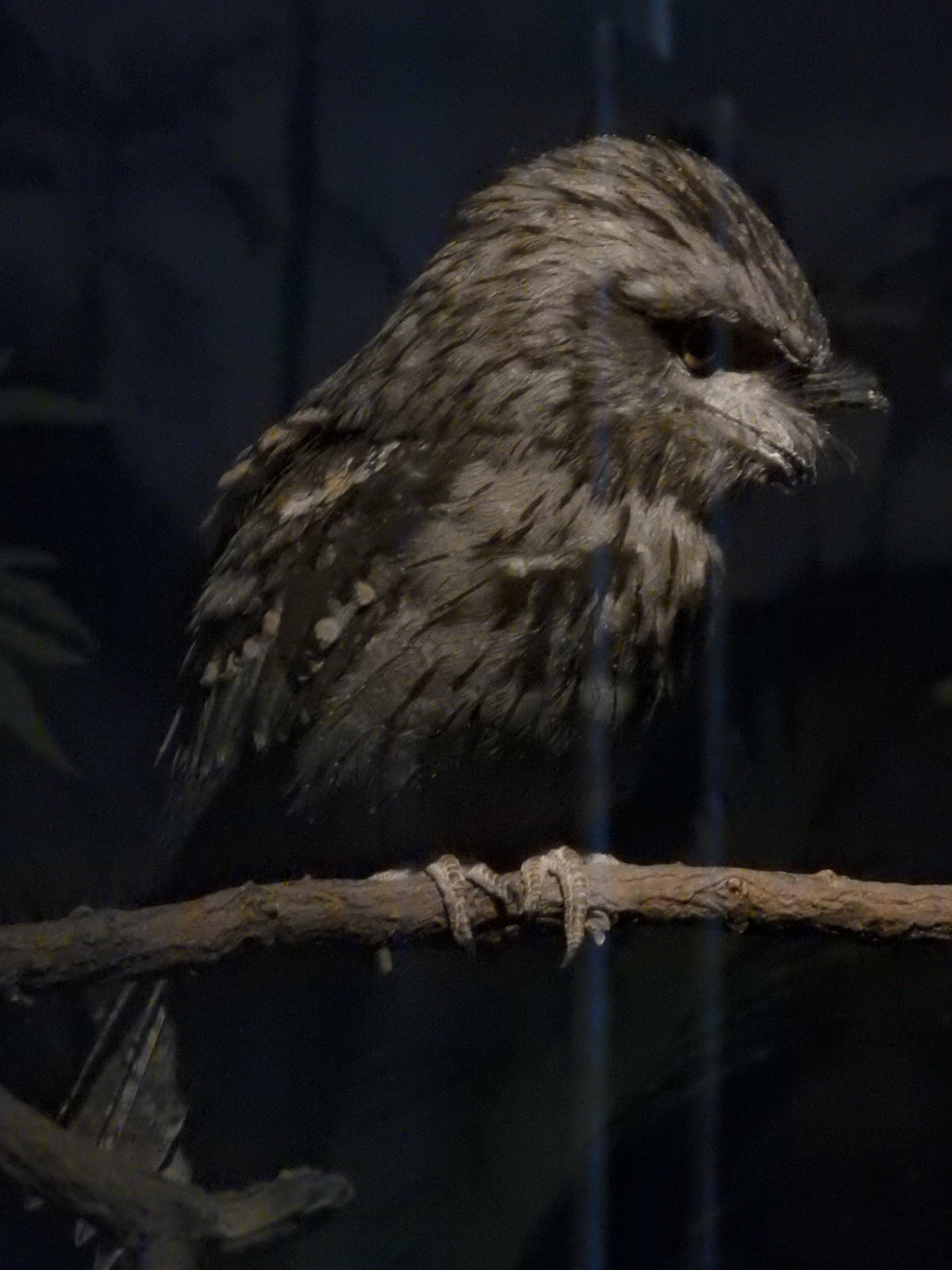 Tawny Frogmouth