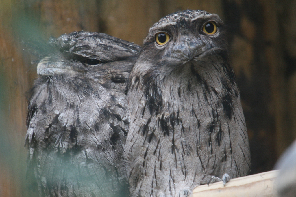 Tawny Frogmouth