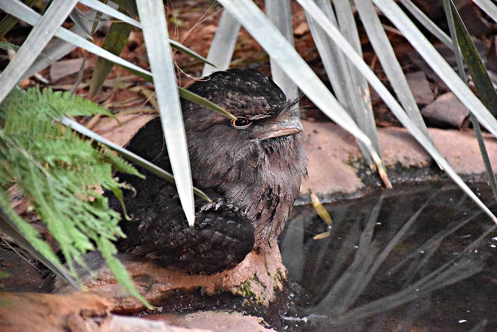 Tawny frogmouth