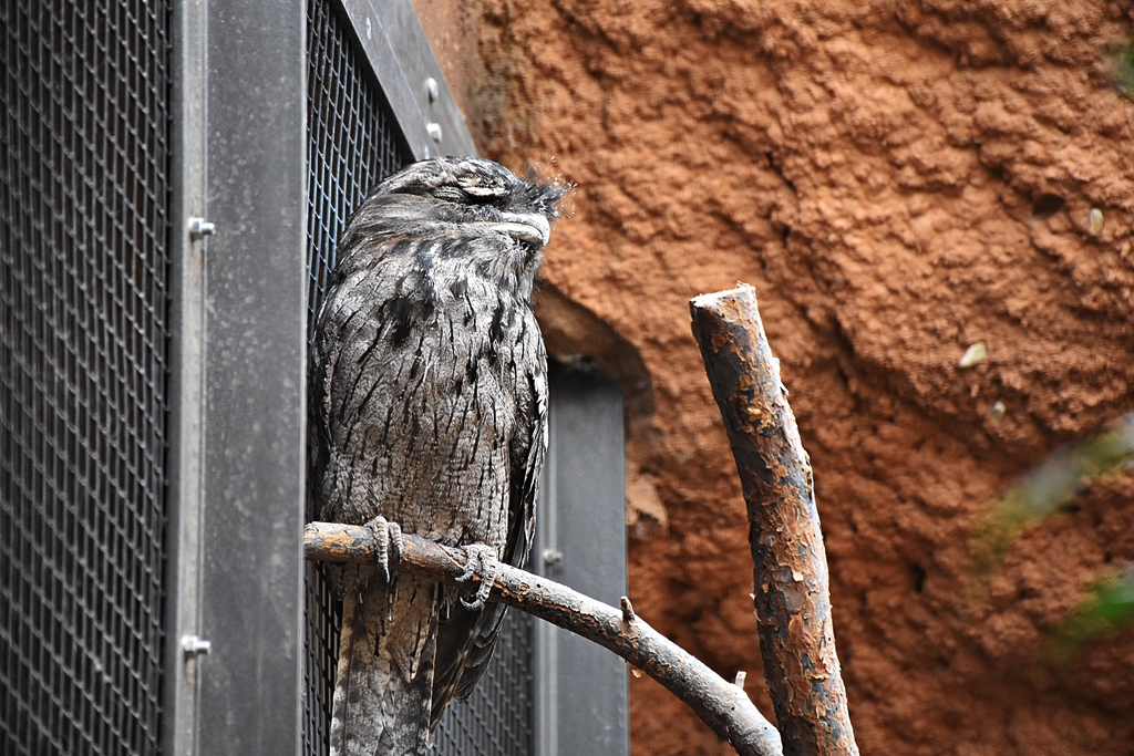 Tawny frogmouth