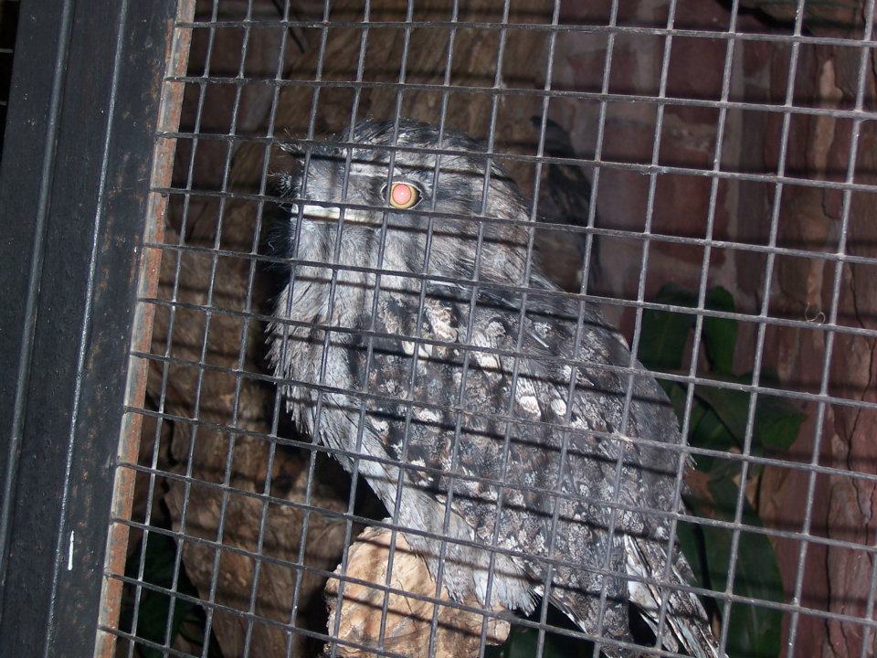 Tawny frogmouth