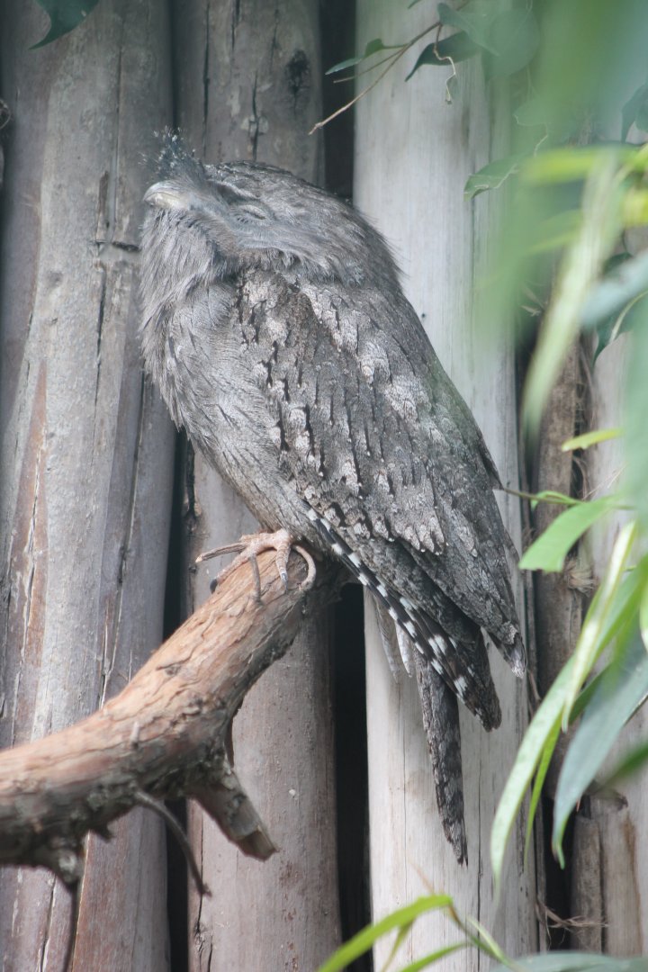 Tawny frogmouth