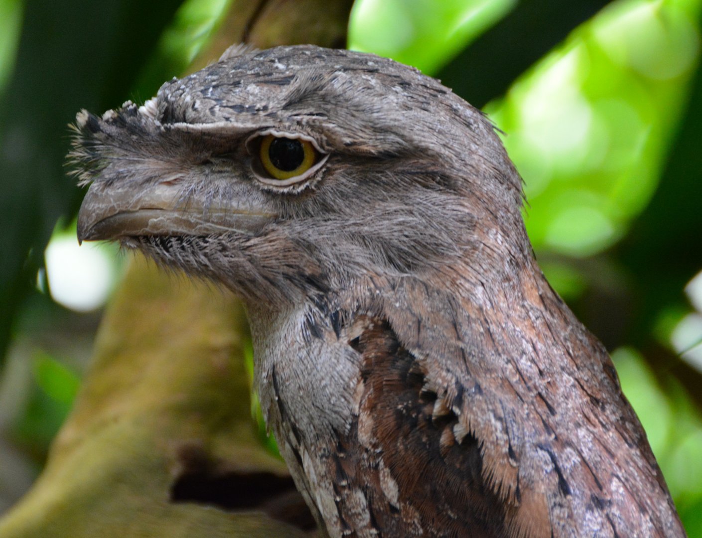 Tawny frogmouth