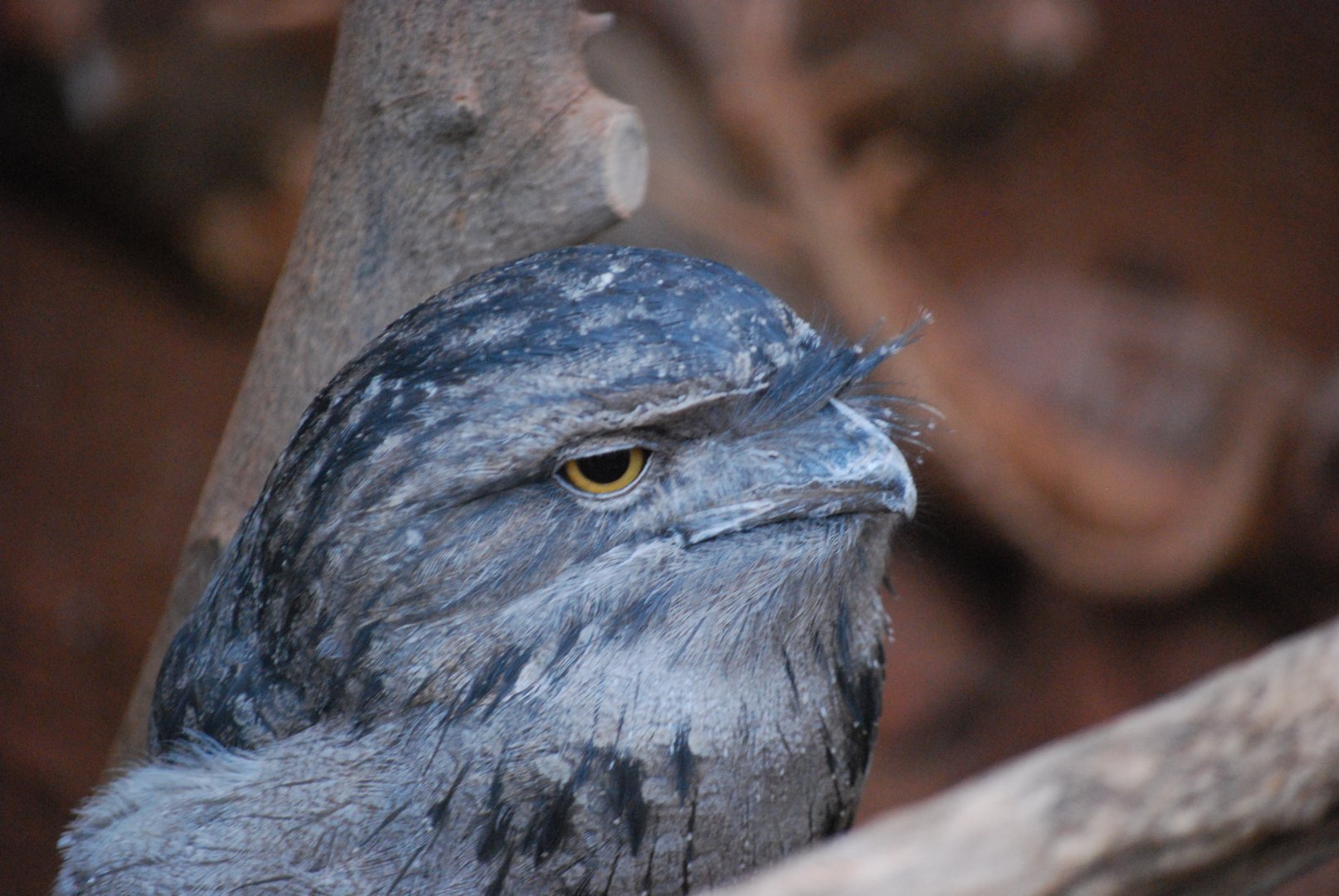 Tawny Frogmouth