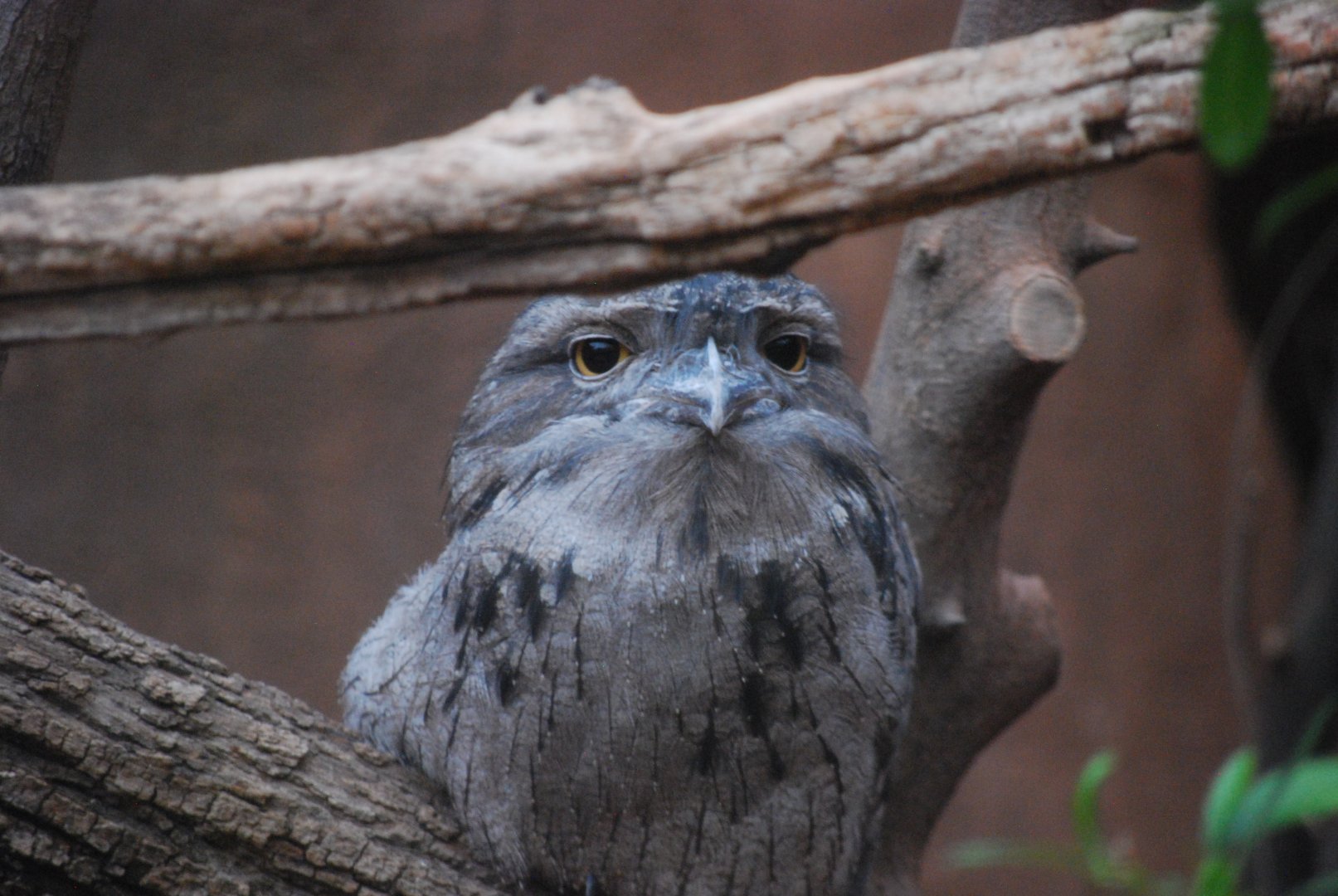 Tawny Frogmouth