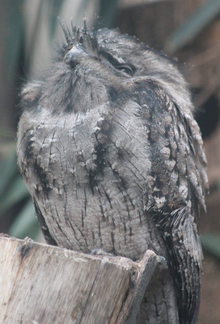 Tawny frogmouth