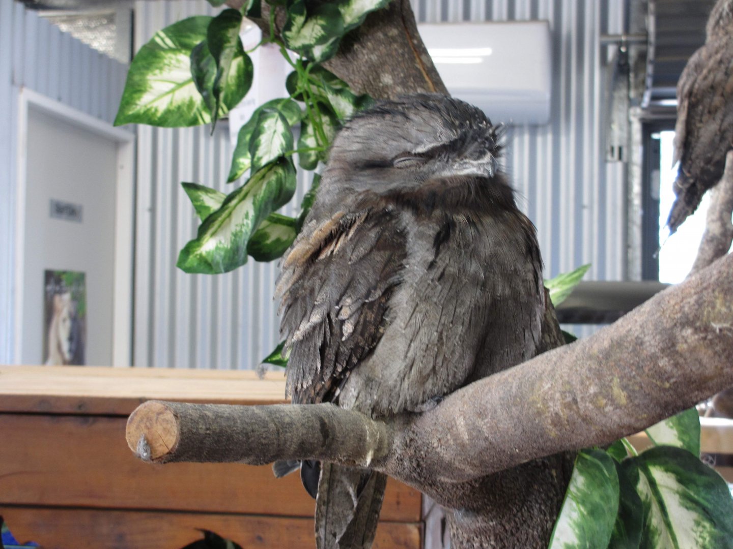 Tawny Frogmouth