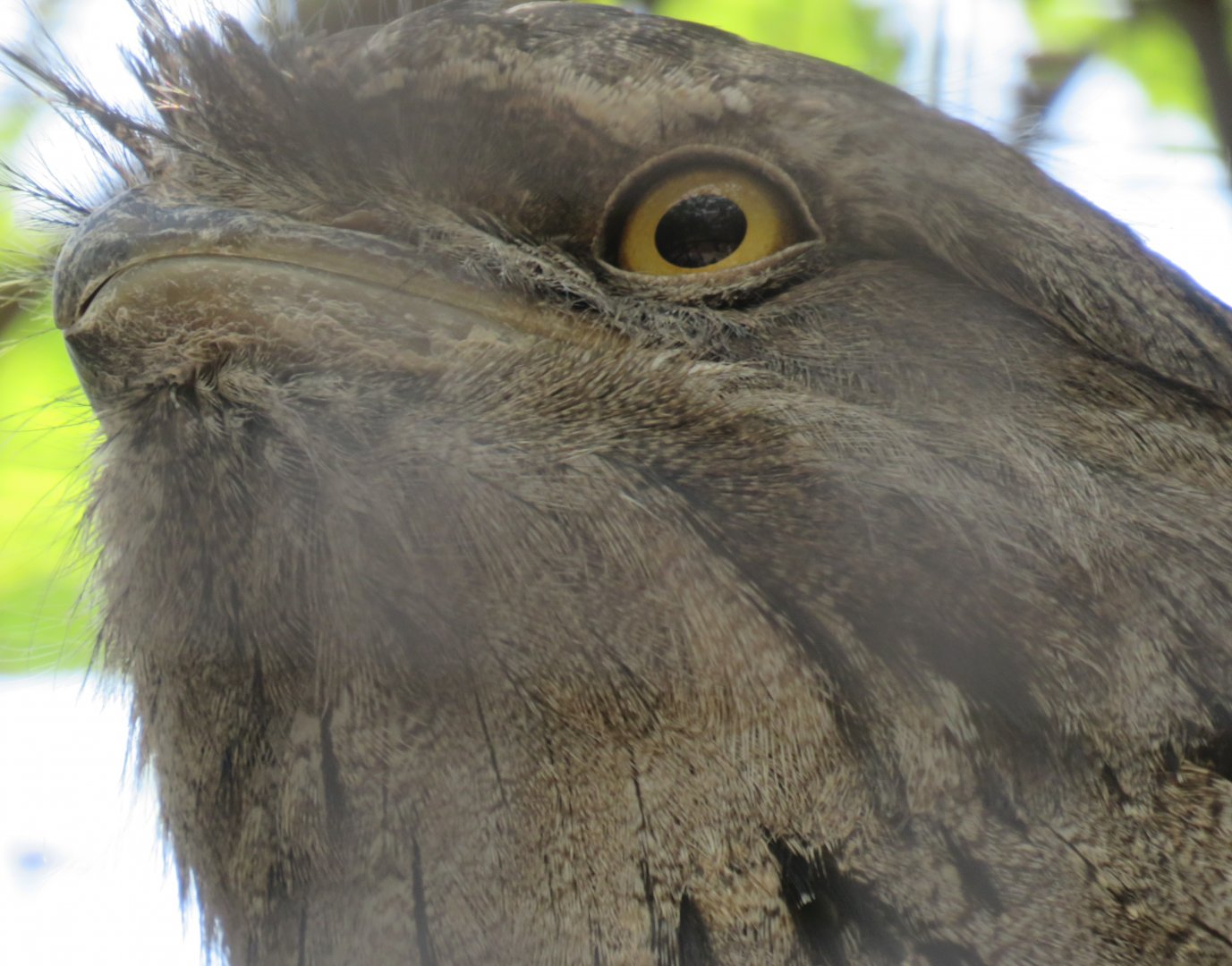 Tawny frogmouth