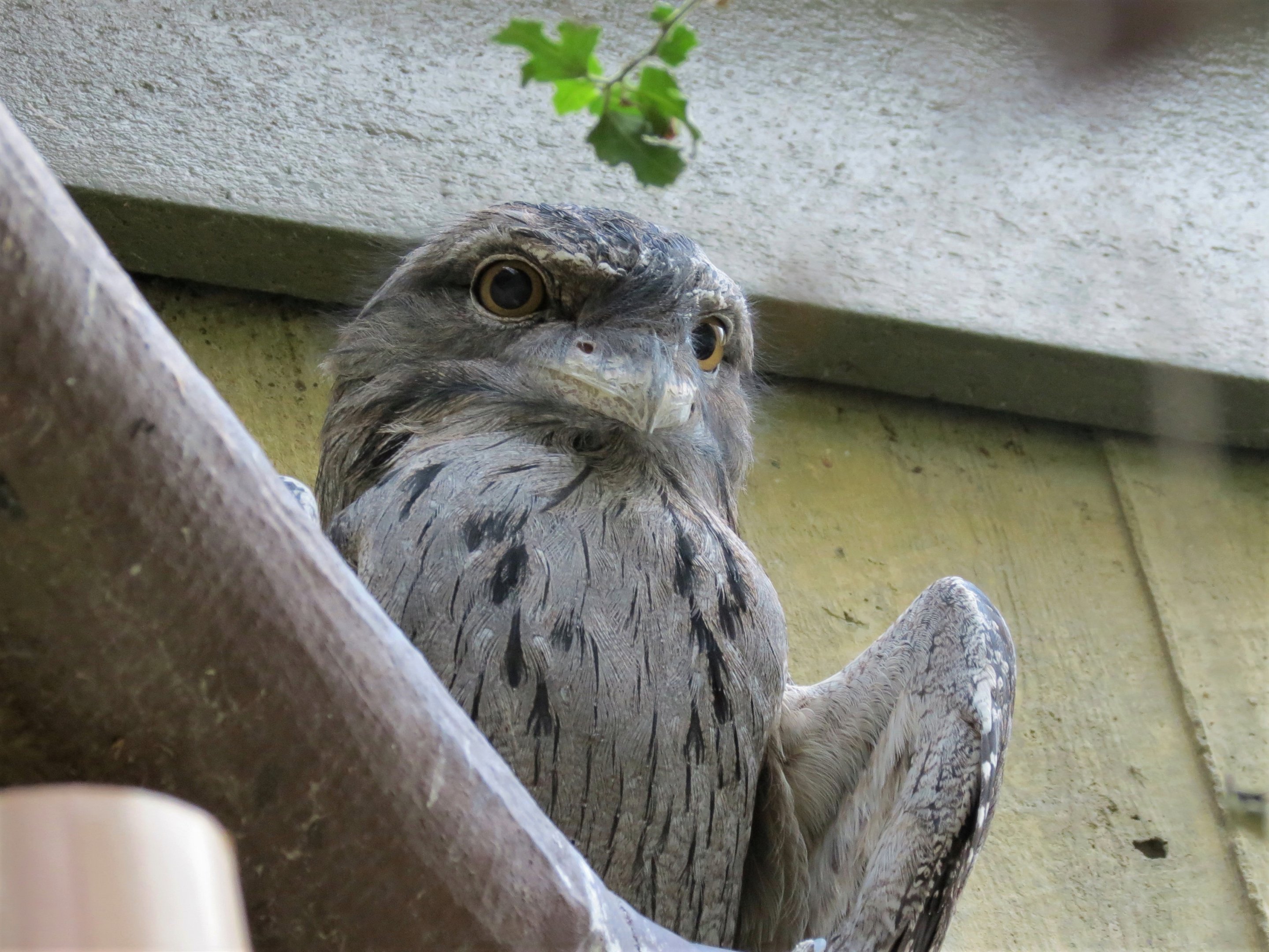 Tawny Frogmouth