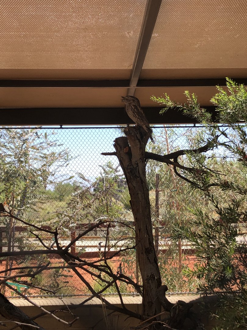 Tawny Frogmouth