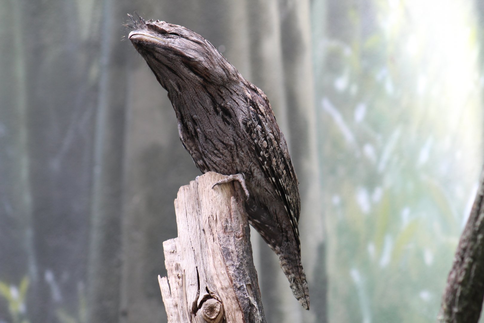 Tawny Frogmouth