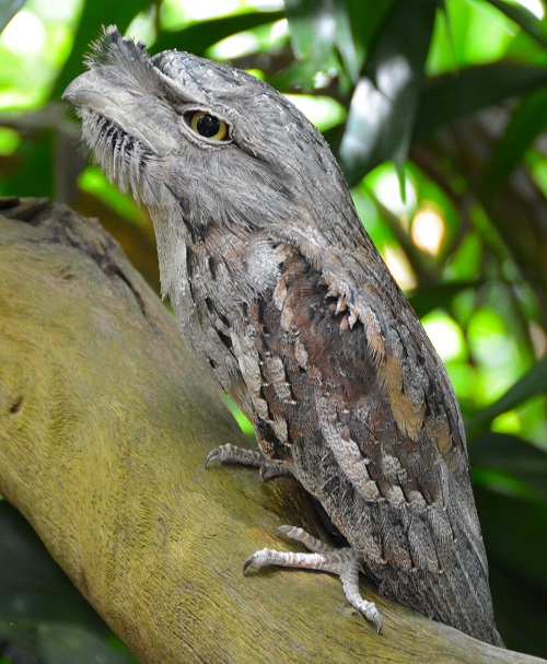 Tawny frogmouth.