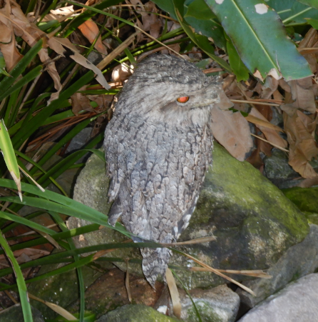 Tawny Frogmouth