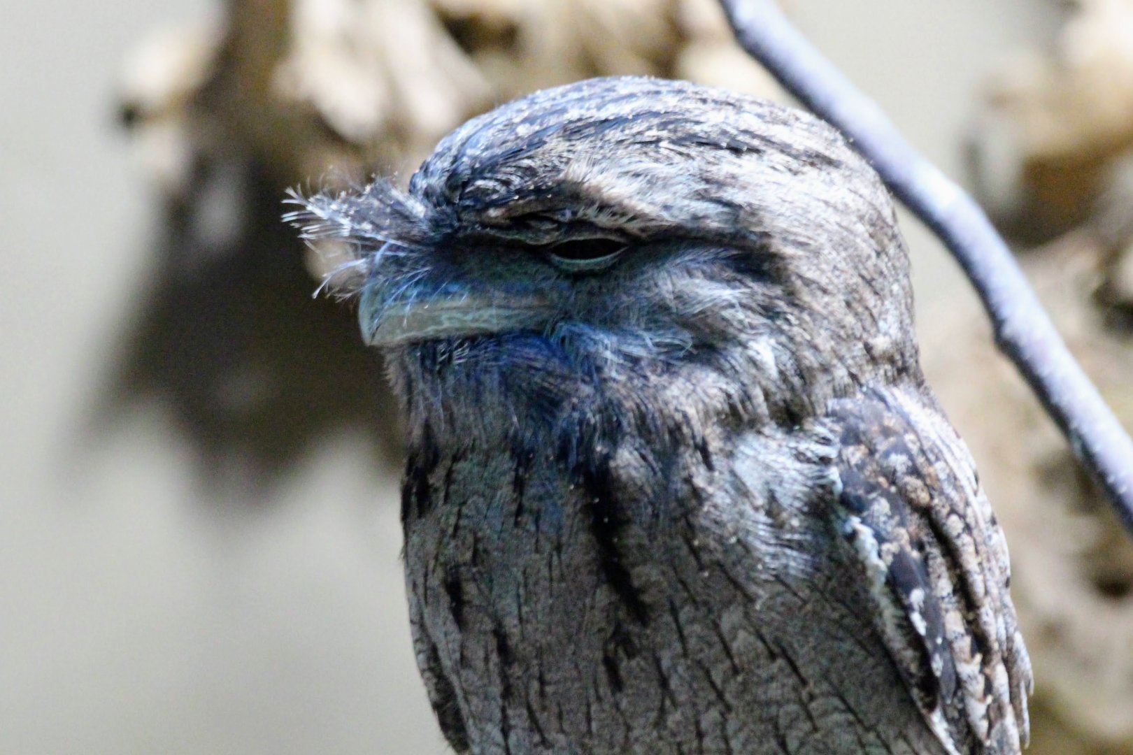 Tawny Frogmouth