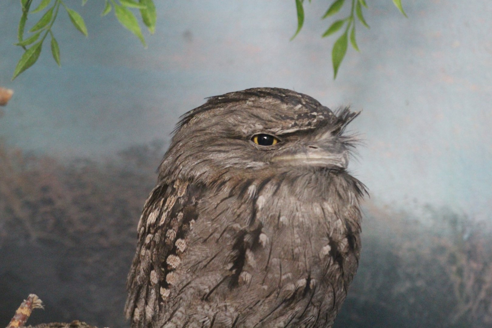 Tawny Frogmouth