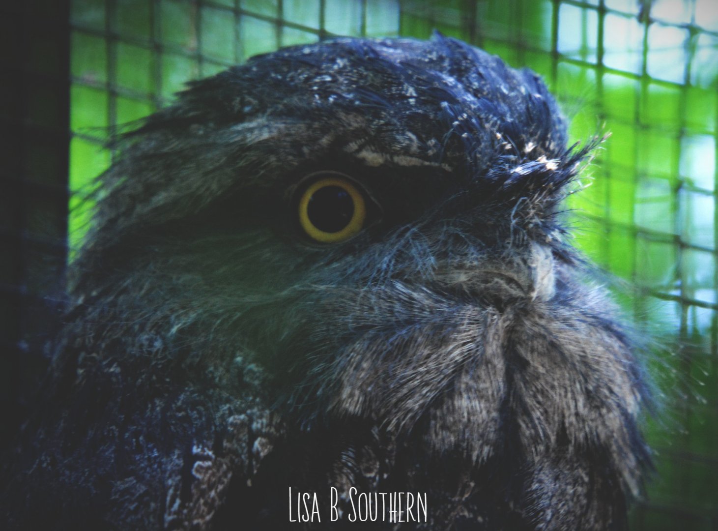 tawny frogmouth