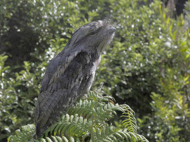 Tawny frogmouth