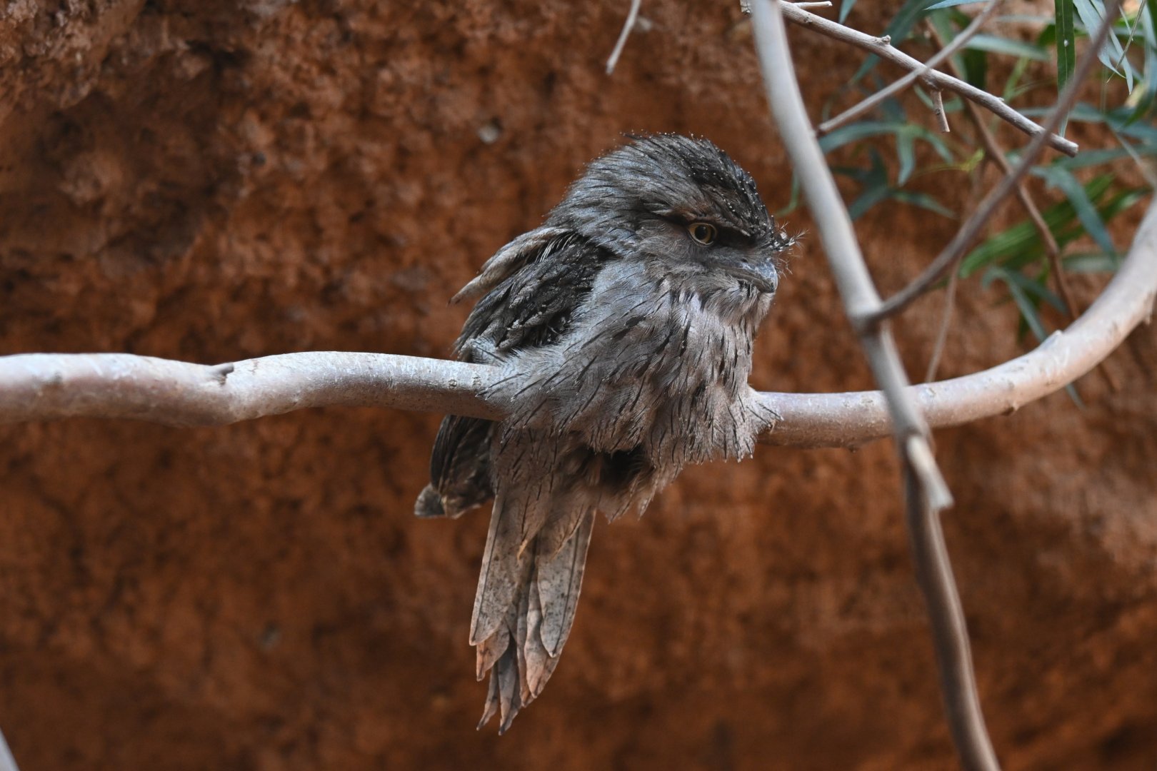 Tawny Frogmouth