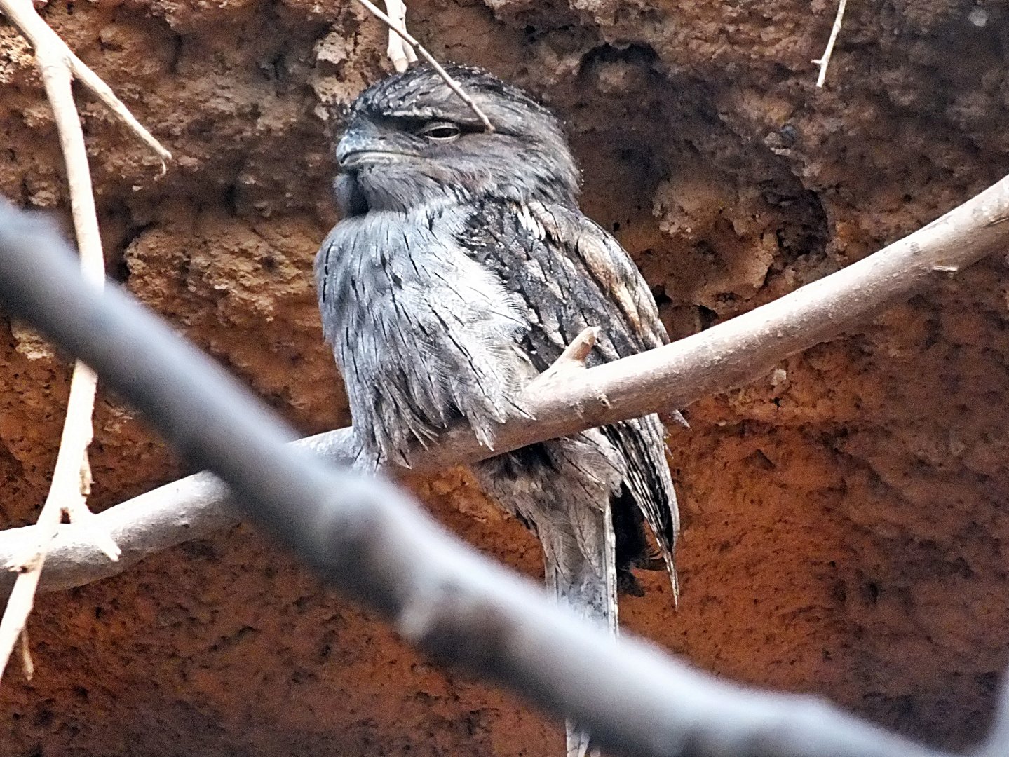 Tawny frogmouth