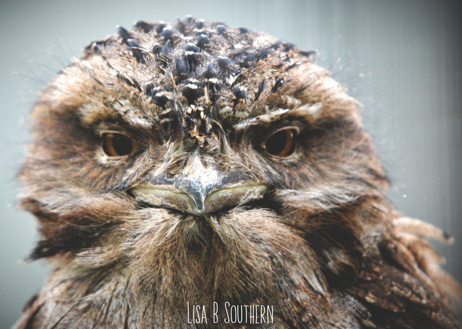 tawny frogmouth