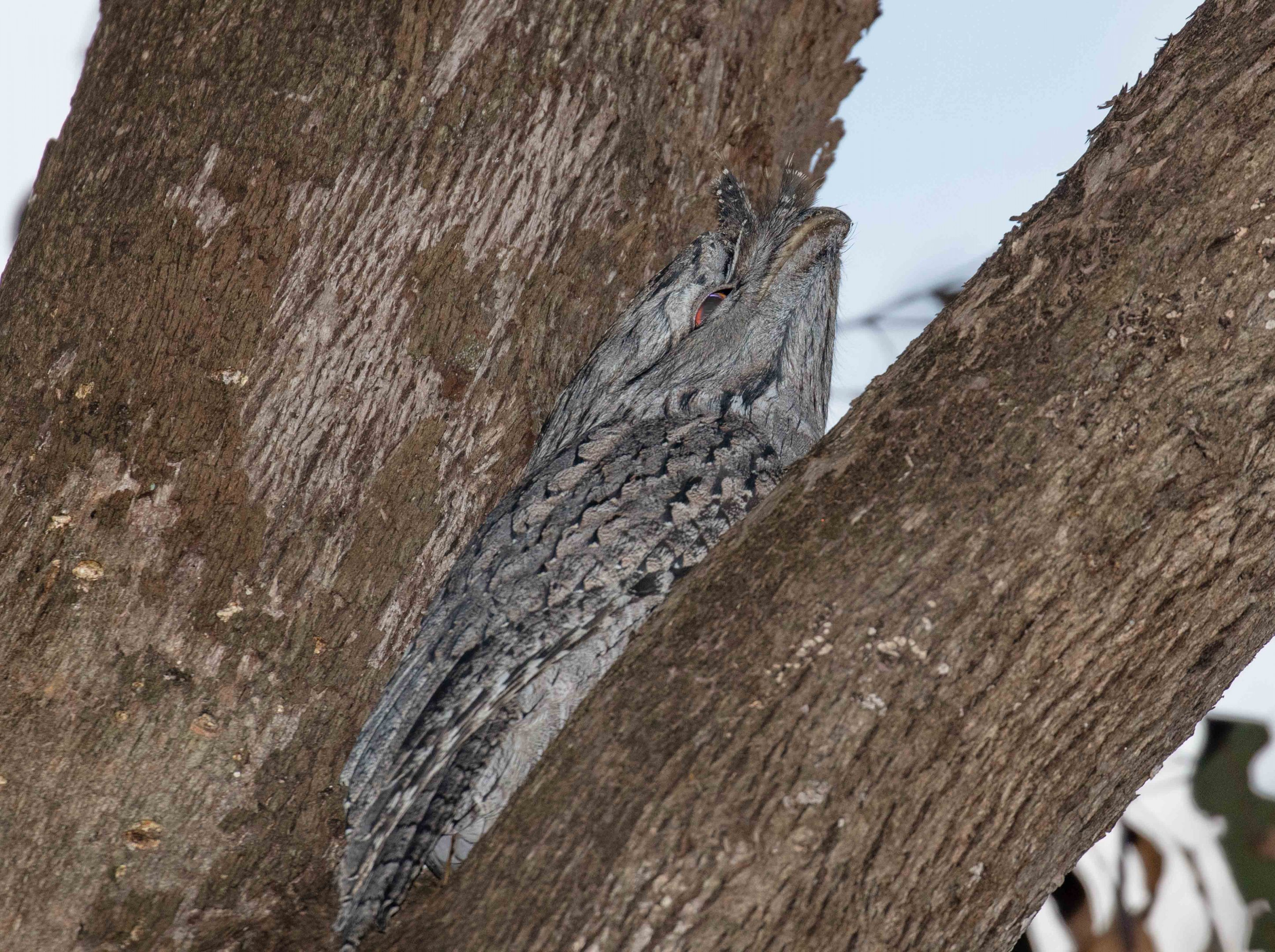 Tawny Frogmouth