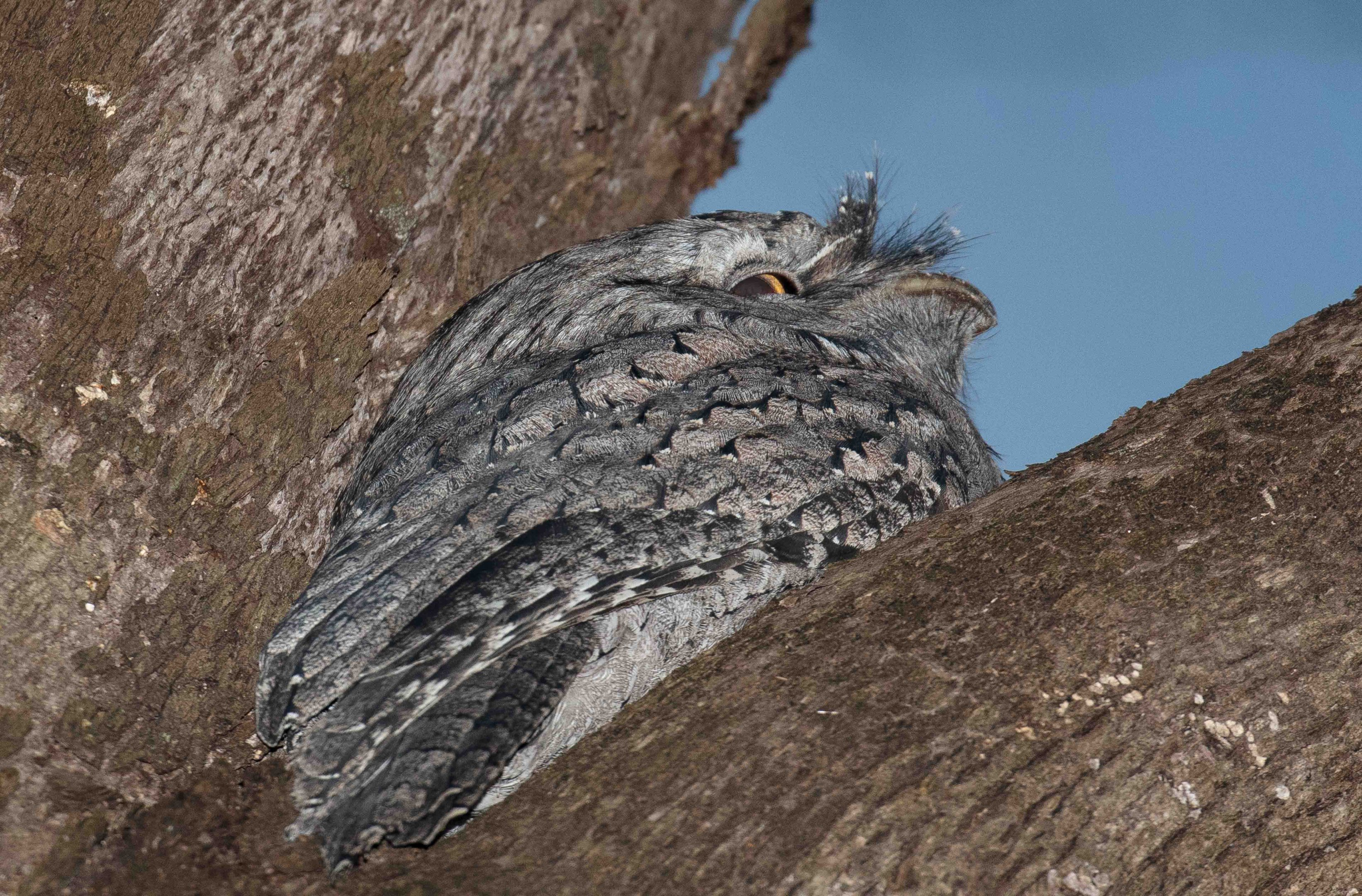 Tawny Frogmouth